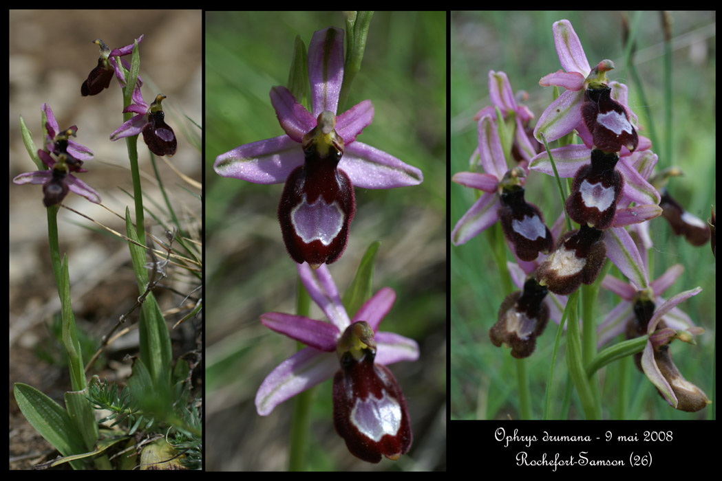 Ophrys drumana3