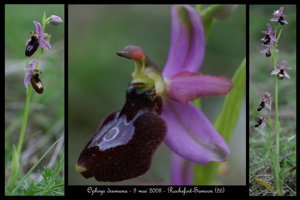 Ophrys drumana4