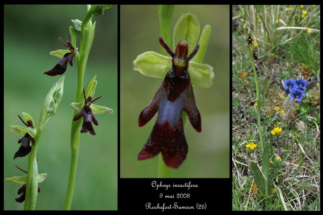 Ophrys insectifera