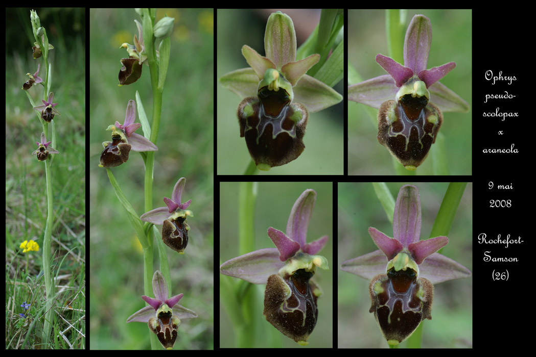 Ophrys pseudoscolopax x araneola