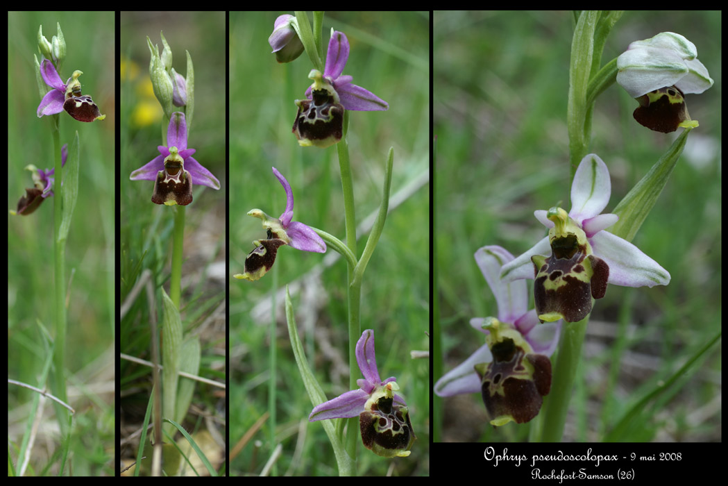 Ophrys pseudoscolopax