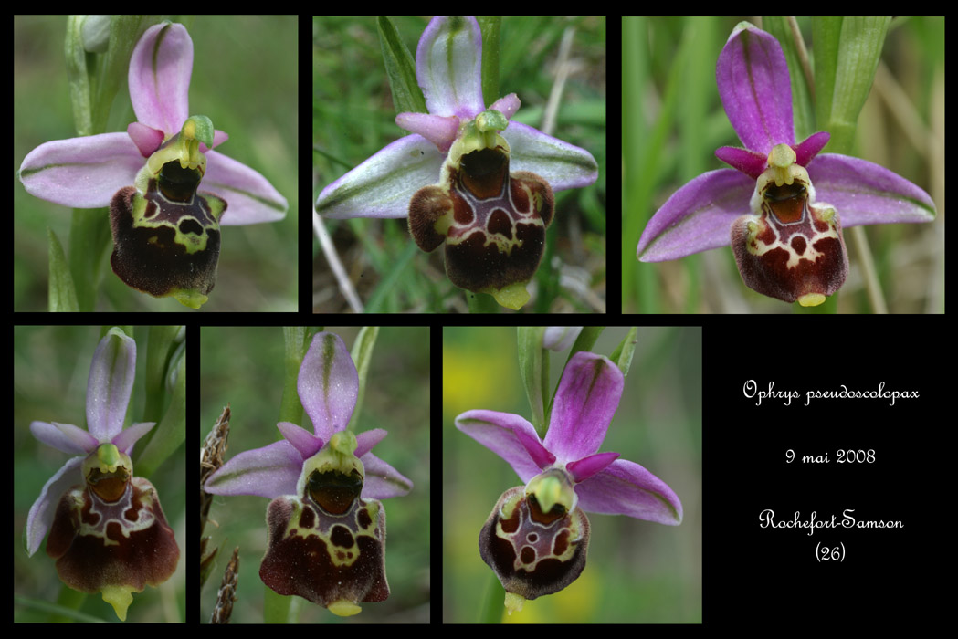 Ophrys pseudoscolopax2