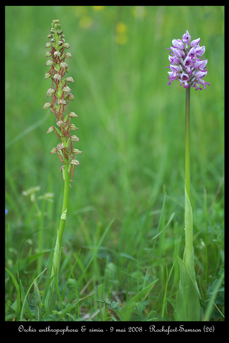 Orchis anthropophora & simia2