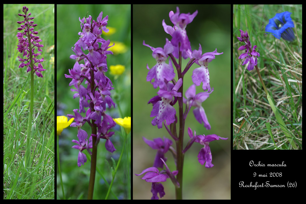 Orchis mascula