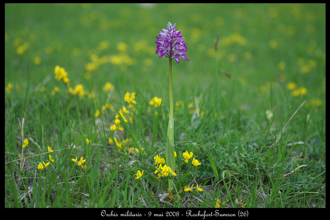 Orchis militaris5