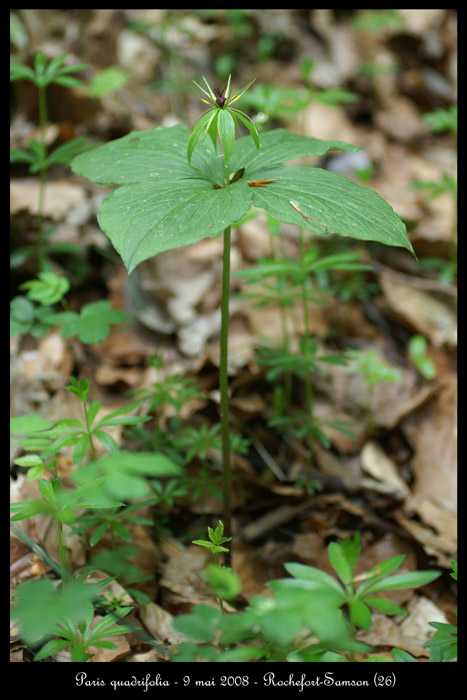 Paris quadrifolia