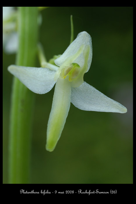 Platanthera bifolia