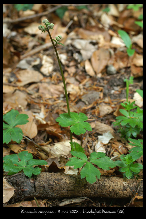 Sanicula europaea