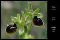Ophrys araneola3