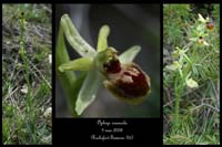 Ophrys araneola4