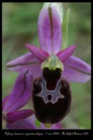 Ophrys drumana x pseudoscolopax