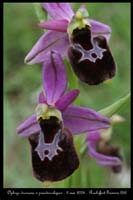 Ophrys drumana x pseudoscolopax2