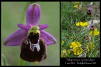 Ophrys drumana x pseudoscolopax4