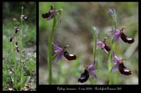 Ophrys drumana2