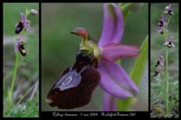 Ophrys drumana4