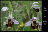 Ophrys pseudoscolopax3