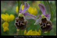 Ophrys pseudoscolopax4
