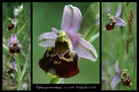 Ophrys pseudoscolopax5