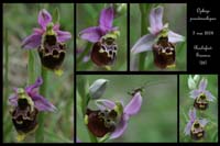 Ophrys pseudoscolopax6