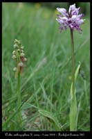 Orchis anthropophora & simia3