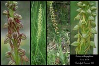 Orchis anthropophora