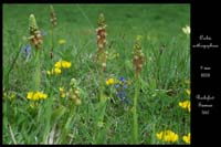 Orchis anthropophora2