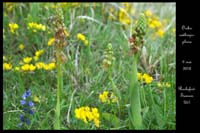 Orchis anthropophora3