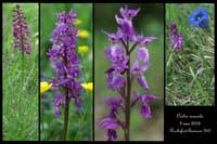 Orchis mascula