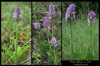 Orchis militaris6