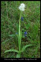 Orchis simia hypochrome2
