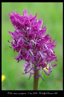 Orchis simia x purpurea