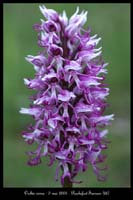 Orchis simia3