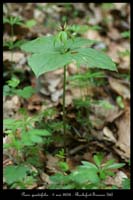 Paris quadrifolia