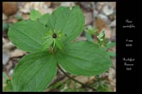 Paris quadrifolia2