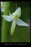 Platanthera bifolia