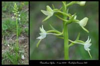 Platanthera bifolia2