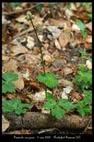 Sanicula europaea
