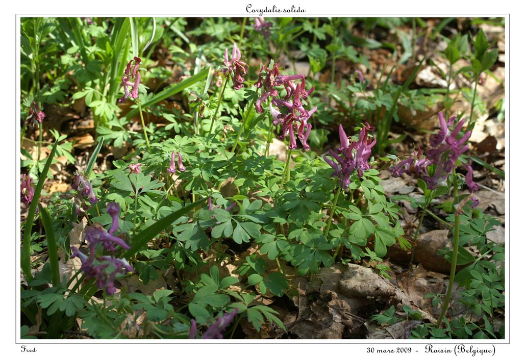 Corydalis solida2