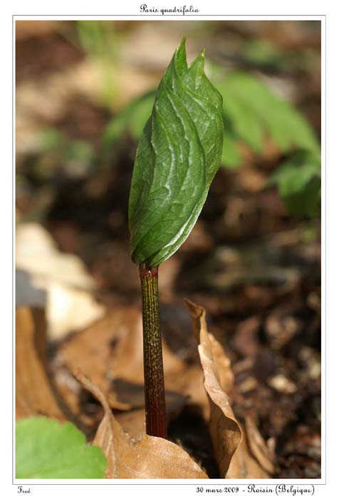 Paris quadrifolia2