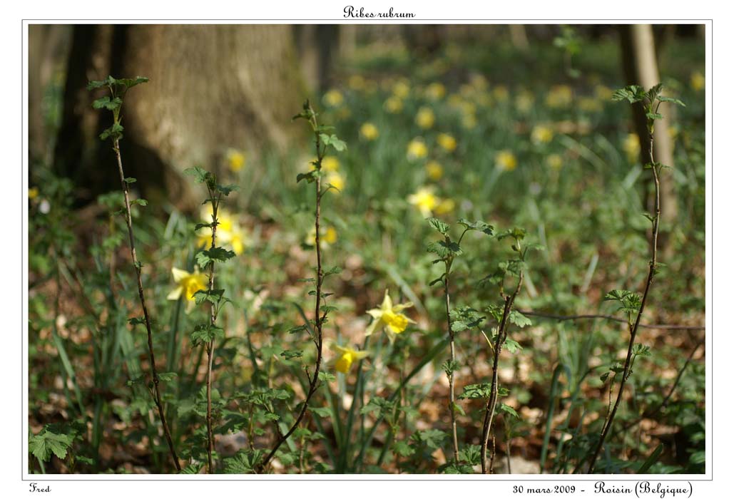 Ribes rubrum5