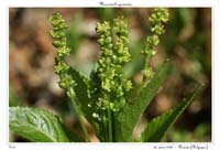 Mercurialis perennis2