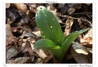 Orchis purpurea