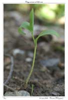 Polygonatum multiflorum3