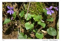 Viola reichenbachiana4