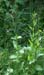 Scrophularia auriculata Sorrus 170607 (13)