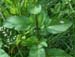 Scrophularia auriculata Sorrus 170607 (14)