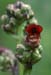 Scrophularia auriculata Sorrus 170607 (15)
