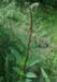 Scrophularia auriculata Sorrus 170607 (16)