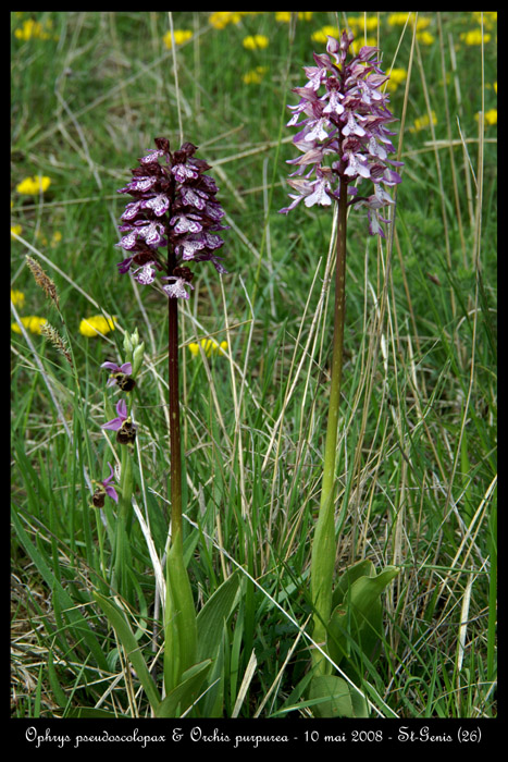 Ophrys pseudoscolopax & Orchis purpurea 2030