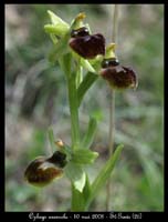 1317 Ophrys araneola